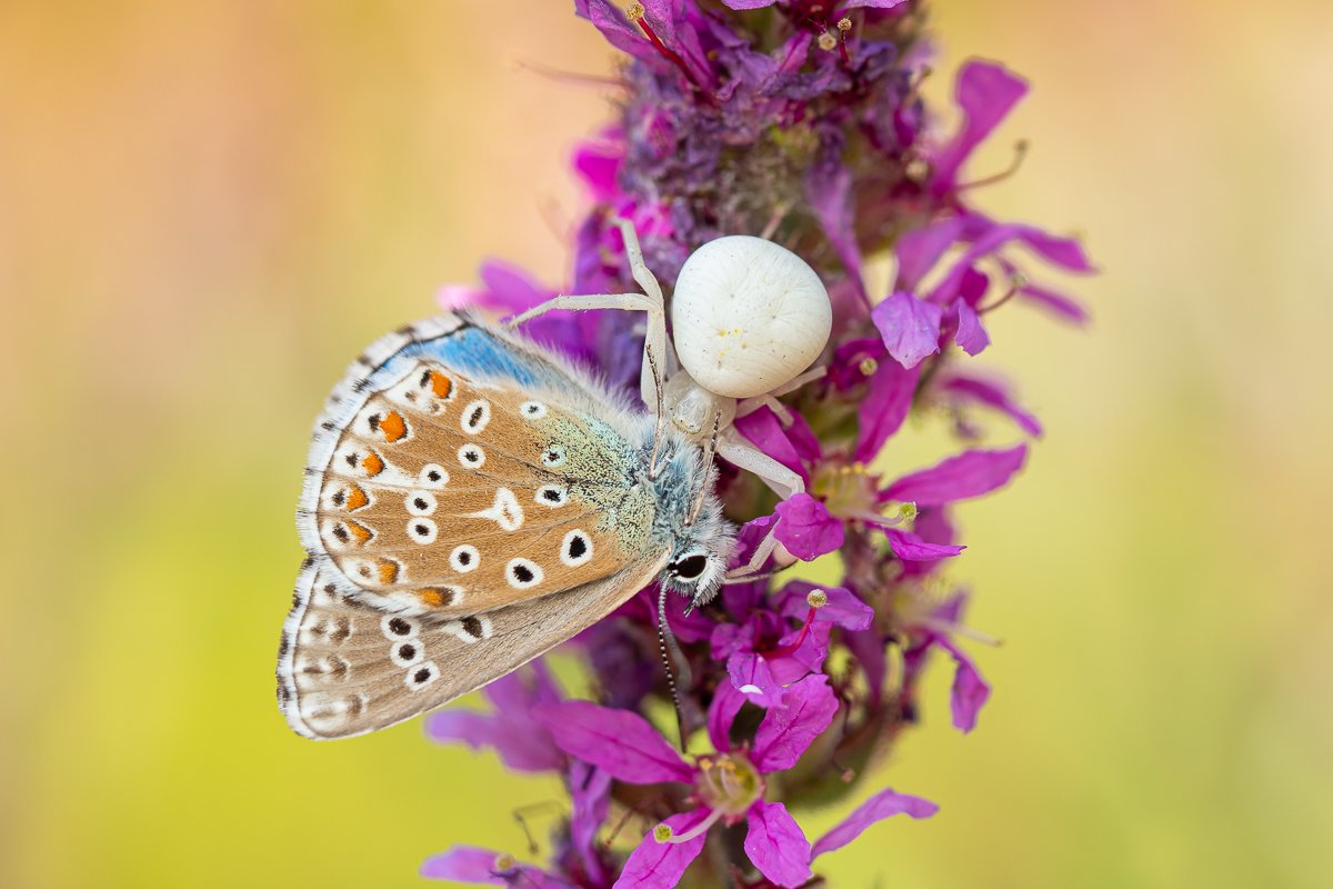 A Photograph of a Crab Spider with Adonis Blue Butterfly by Simon Phillpotts at Quercy Photo Holidays, Lot, France