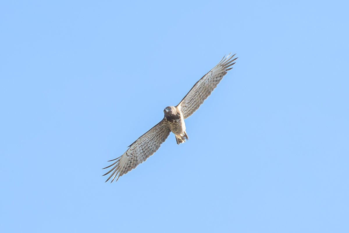 p4051521 enhanced nr