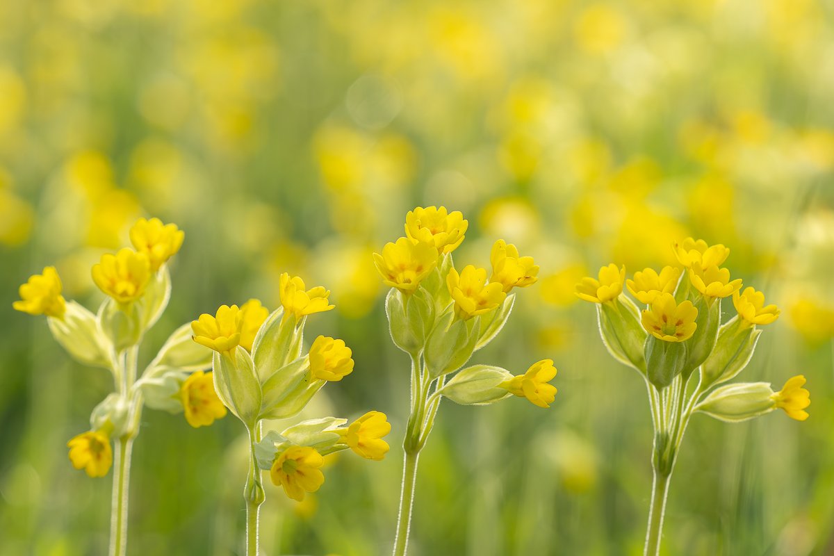 p4060026 enhanced nr