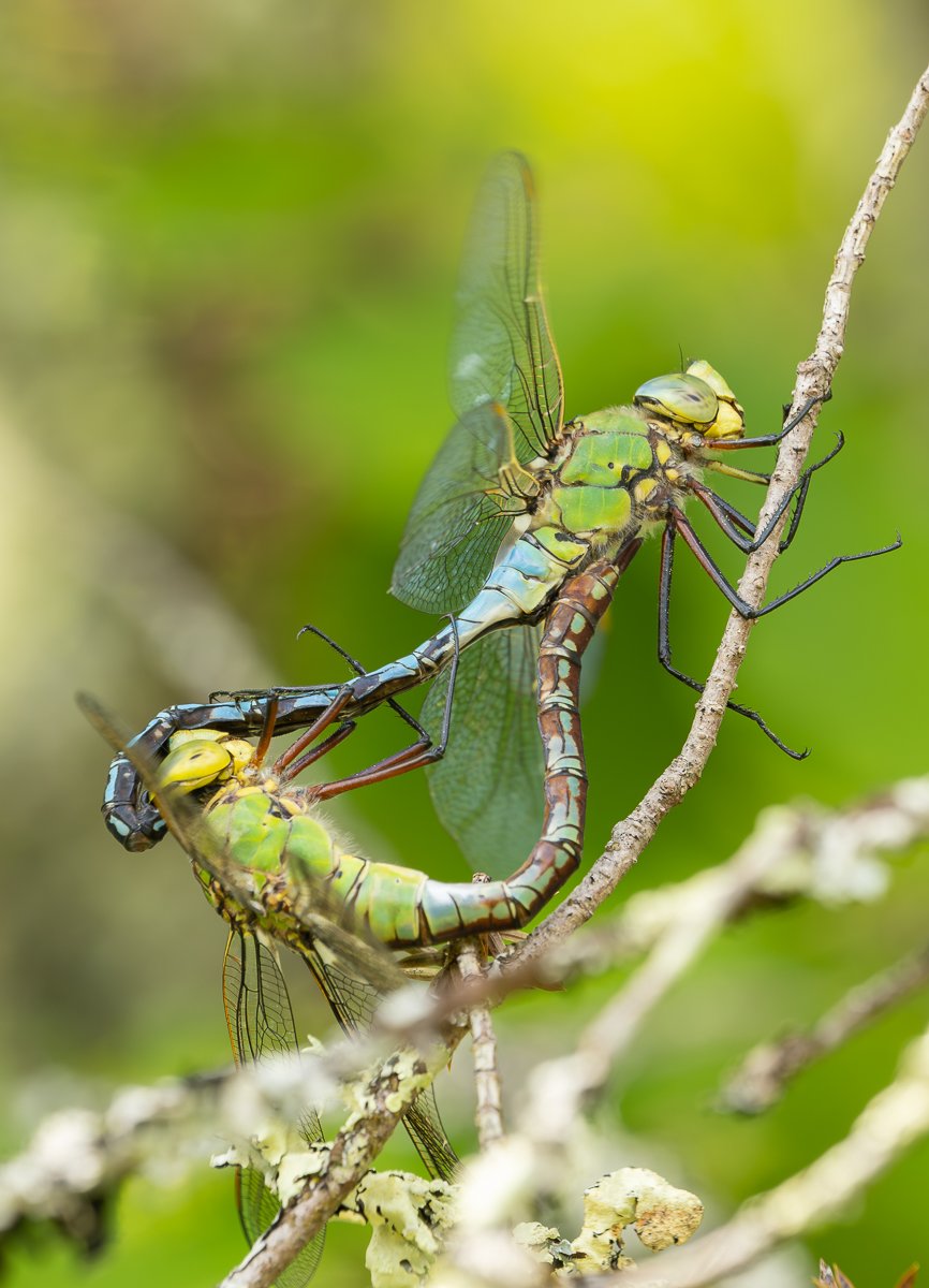 p5150242 enhanced nr p5150242 enhanced nr