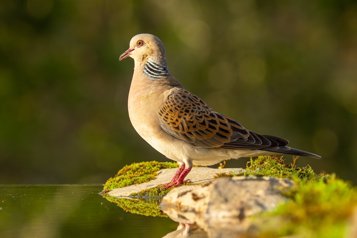 p5260040 enhanced nr