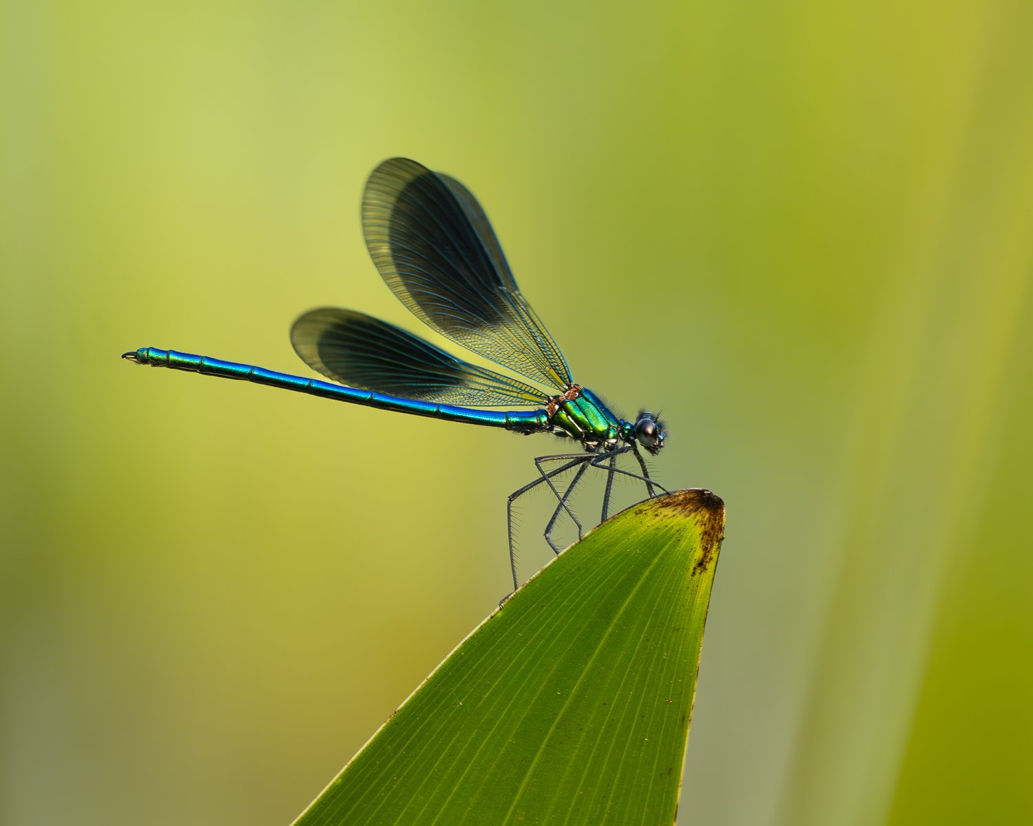 p6170315 enhanced nr