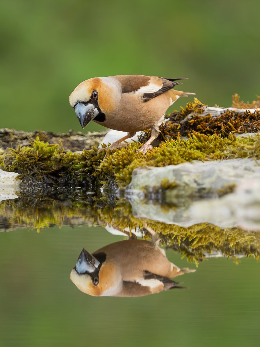 p6181490 enhanced nr