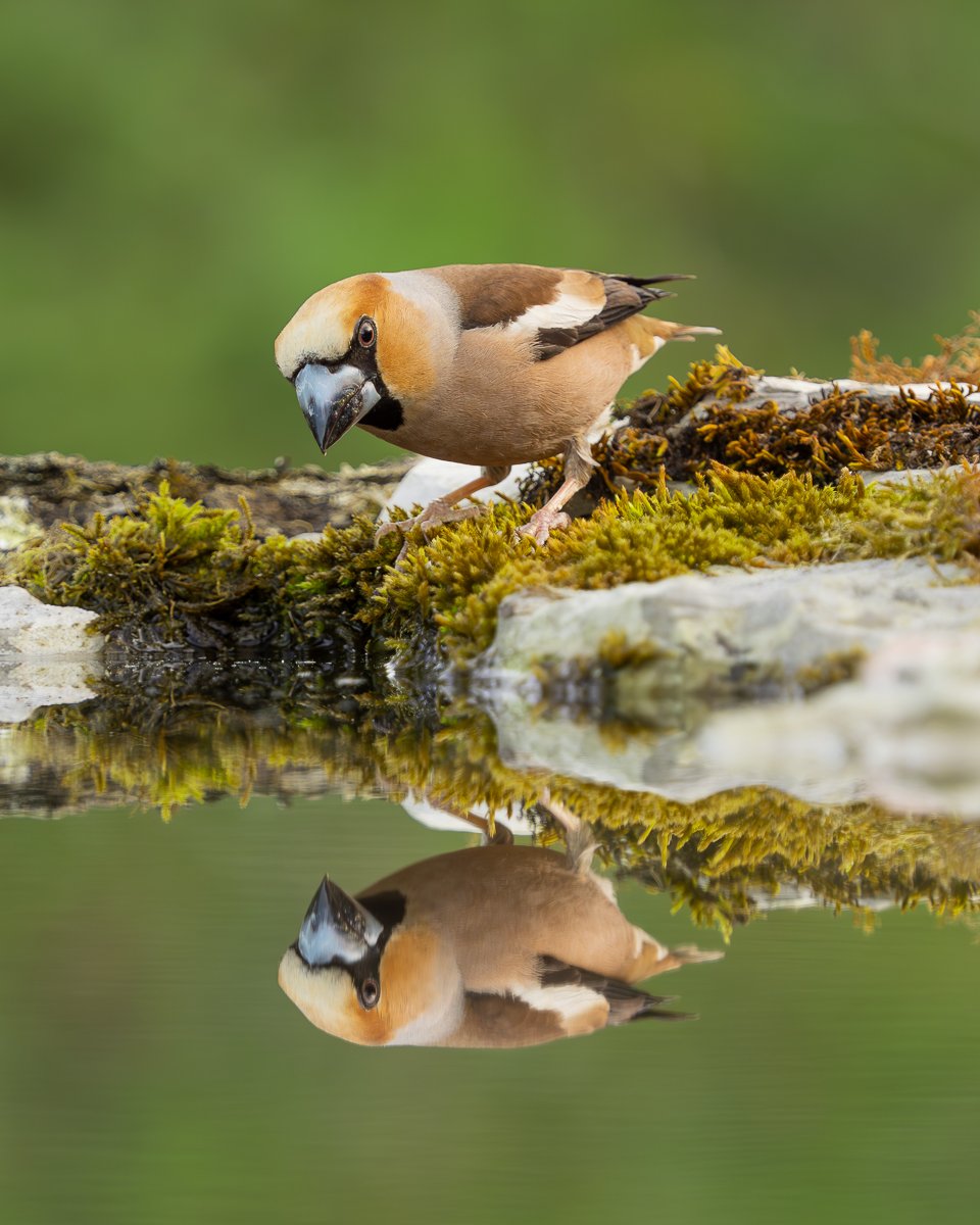 p6181490 enhanced nr