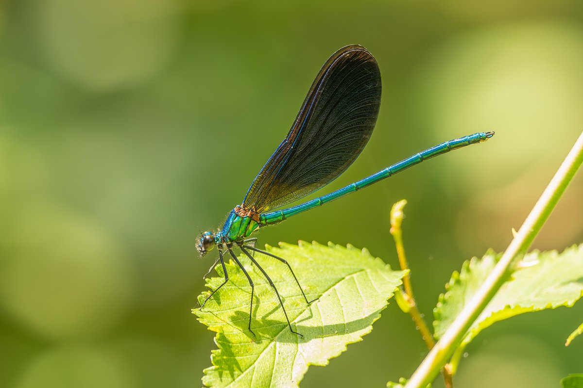 p6290407 enhanced nr