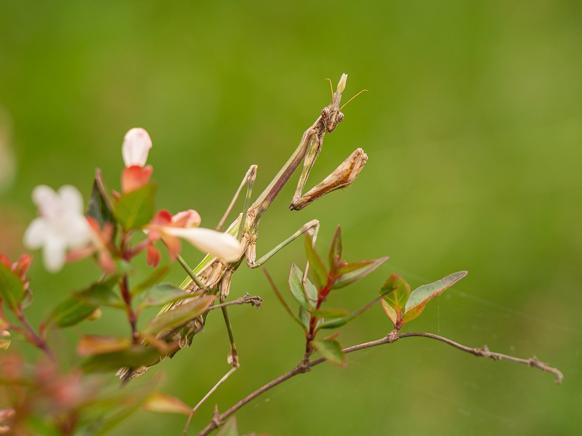 olympus digital camera olympus digital camera