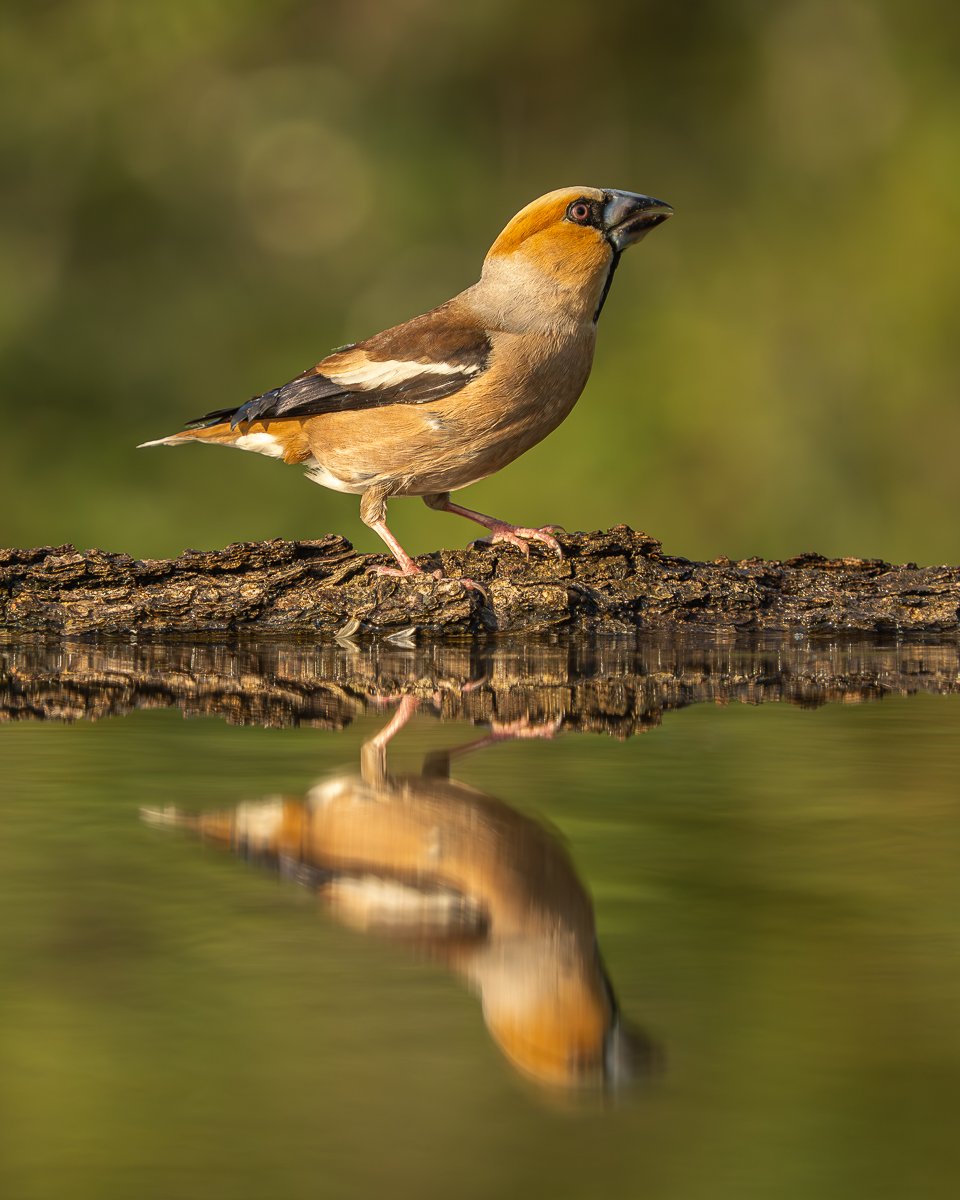 p7100418 enhanced nr