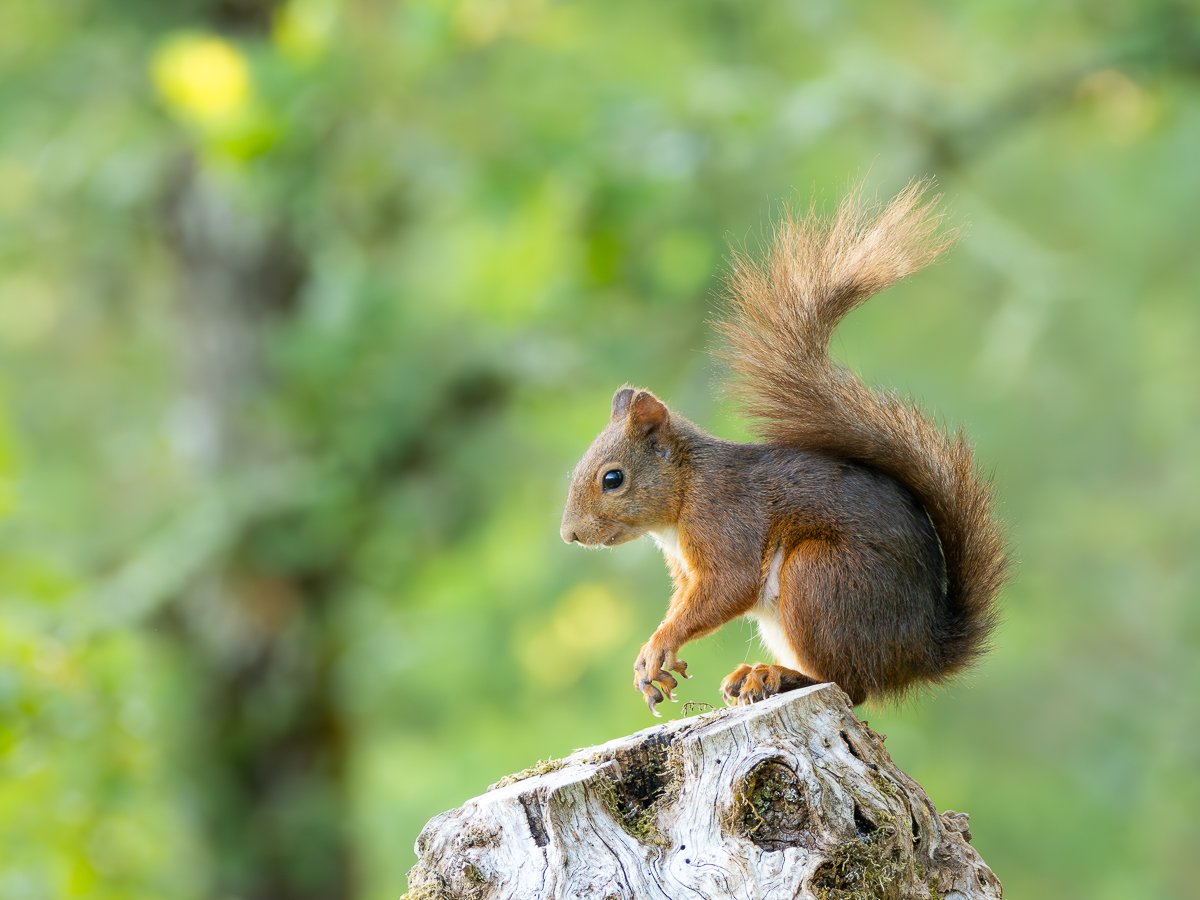 p7170439 enhanced nr