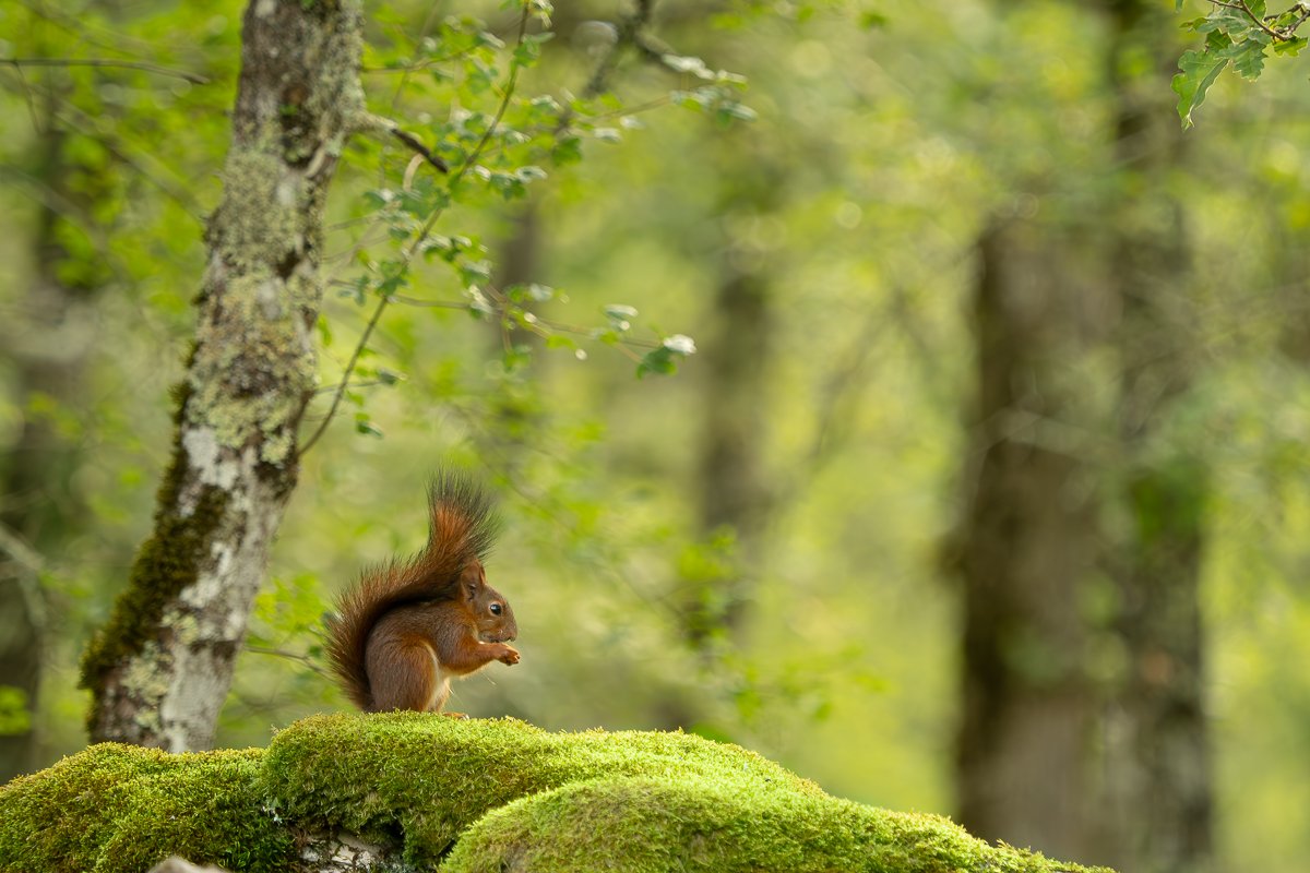 p7190302 enhanced nr