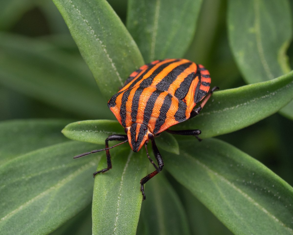 olympus digital camera olympus digital camera