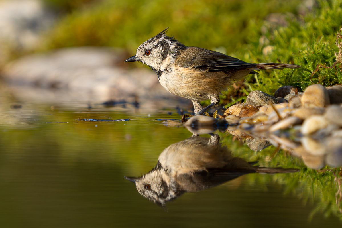 p8190764 enhanced nr