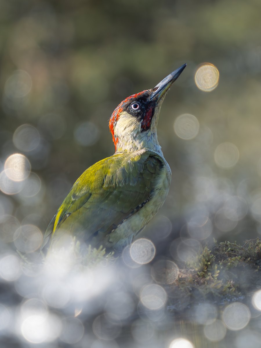 p8210262 enhanced nr