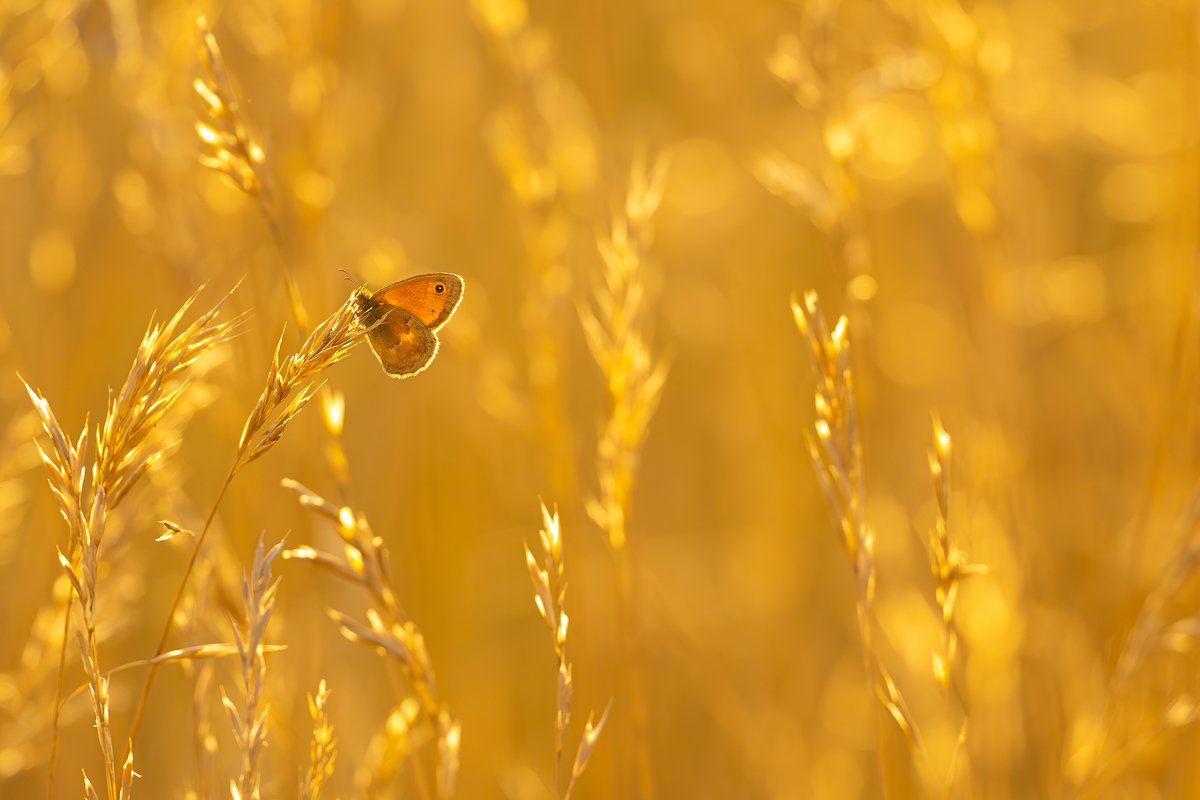 A Photograph of a Small Heath Butterfly by Simon Phillpotts at Quercy Photo Holidays, Lot, France