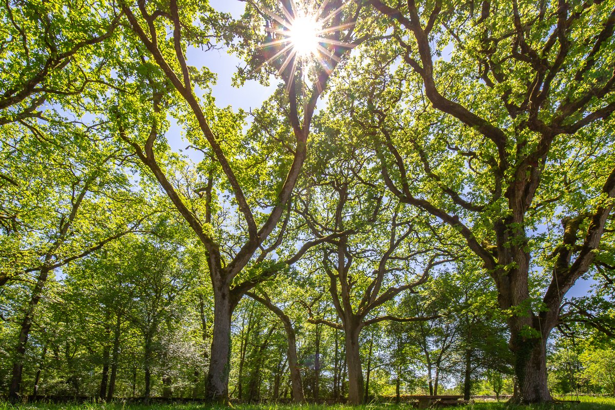 A Photograph of the ancient oak tree canopy outside of the gîtes at Quercy Photo Holidays, Lot, France